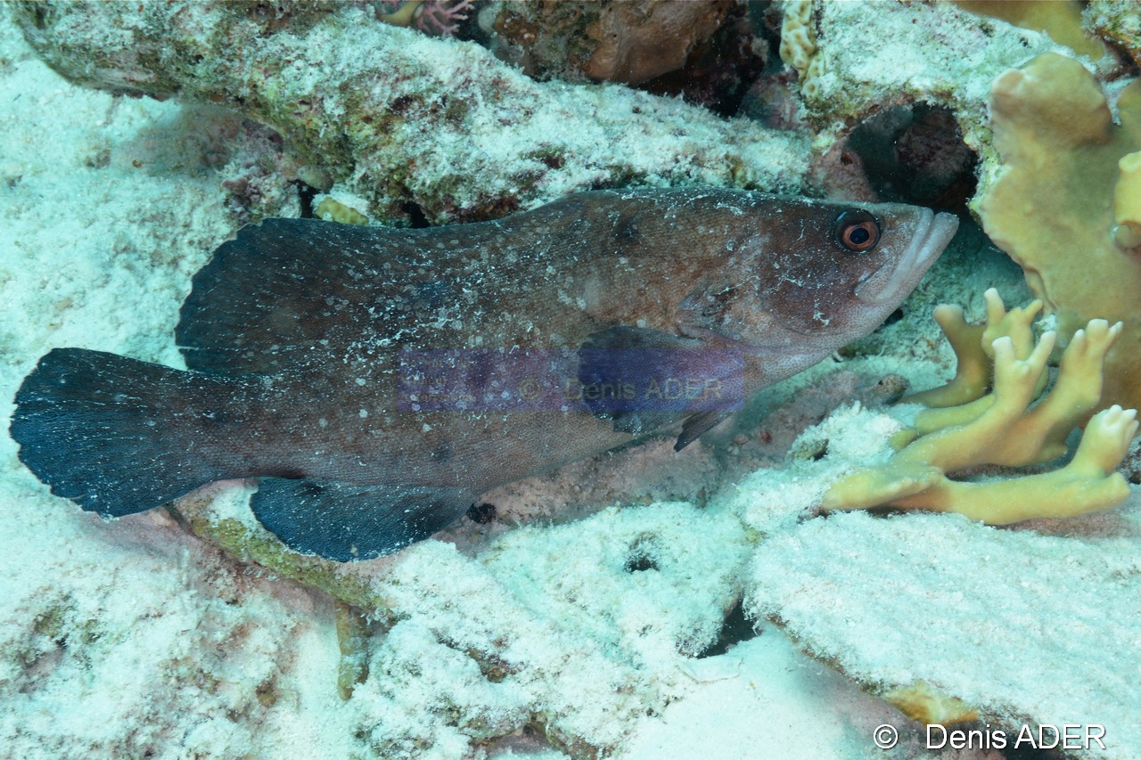 Rypticus-saponaceus Savonnette commune-Bonaire Sharon serenity-8m-20180218-Denis-ADER-DSC_6650_tn.jpg